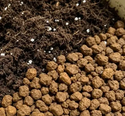 北陽臺的開花王者:皮草,耐陰皮實爆花不停