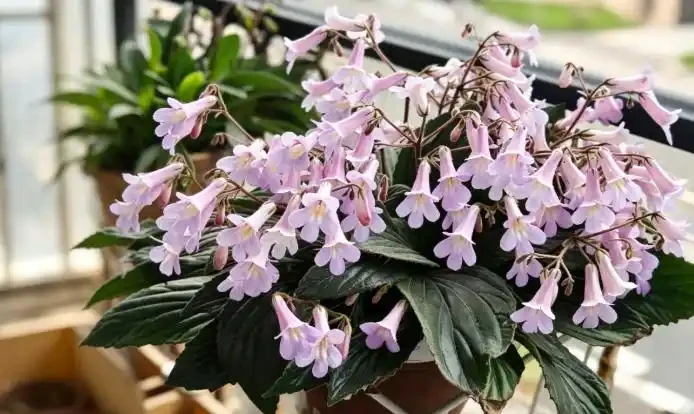 北陽臺的開花王者:皮草,耐陰皮實爆花不停