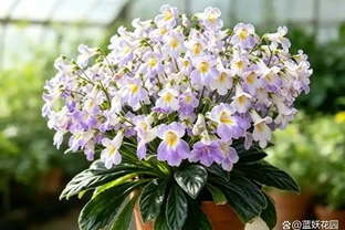 北陽臺的開花王者：皮草，耐陰皮實爆花不停