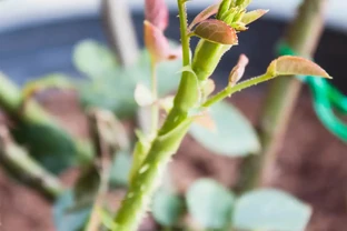種玫瑰花總黃葉腐根？八成是土沒配對，換這3樣秒變開花機器