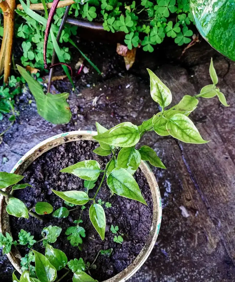 玫瑰花怎麼插才能活?剪錯1刀全白費,3個細節救活99%