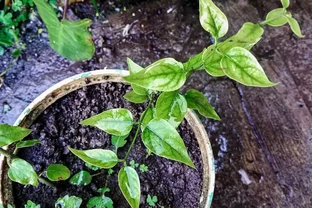 玫瑰花怎麼插才能活？剪錯1刀全白費，3個細節救活99%