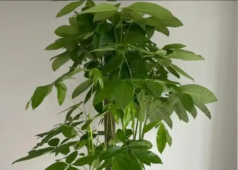 秋天發財樹葉片冒黑斑,多數人第一步就錯