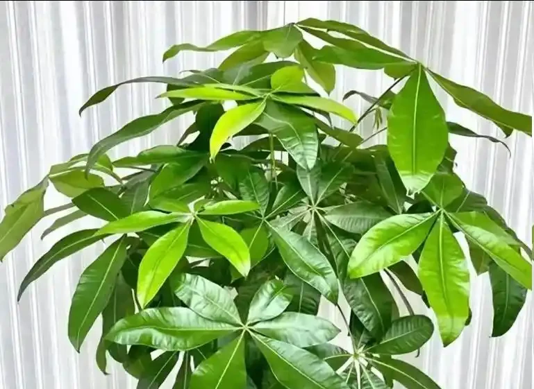 秋天發財樹葉片冒黑斑,多數人第一步就錯