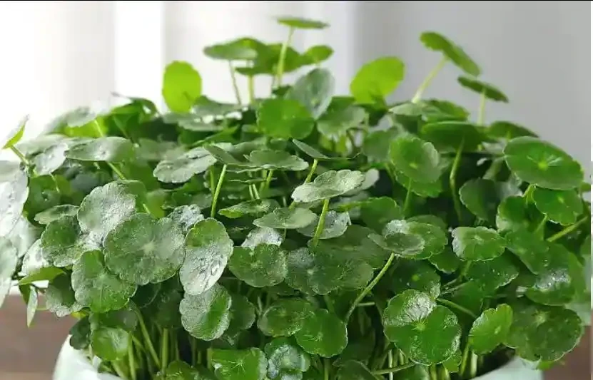 銅錢草秋天施肥,越曬越圓但肥要薄