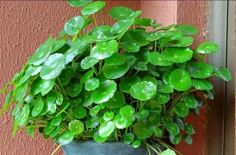 銅錢草秋天施肥,越曬越圓但肥要薄
