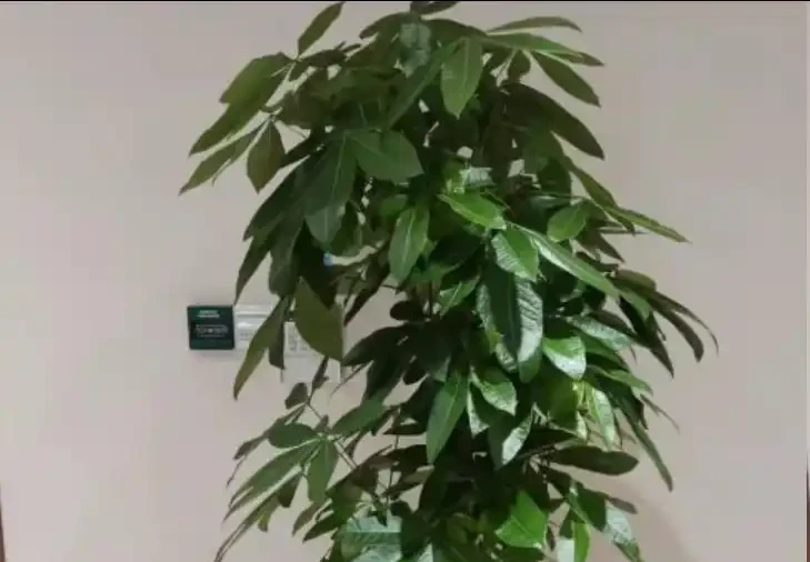 秋天發財樹葉片冒黑斑,多數人第一步就錯
