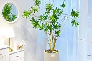 同樣養百合竹，別人翠綠滿盆你黃葉掉葉？9種真實誘因對照自查，對症處理少走彎路