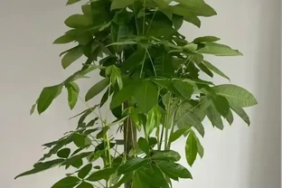 秋天發財樹葉片冒黑斑，多數人第一步就錯