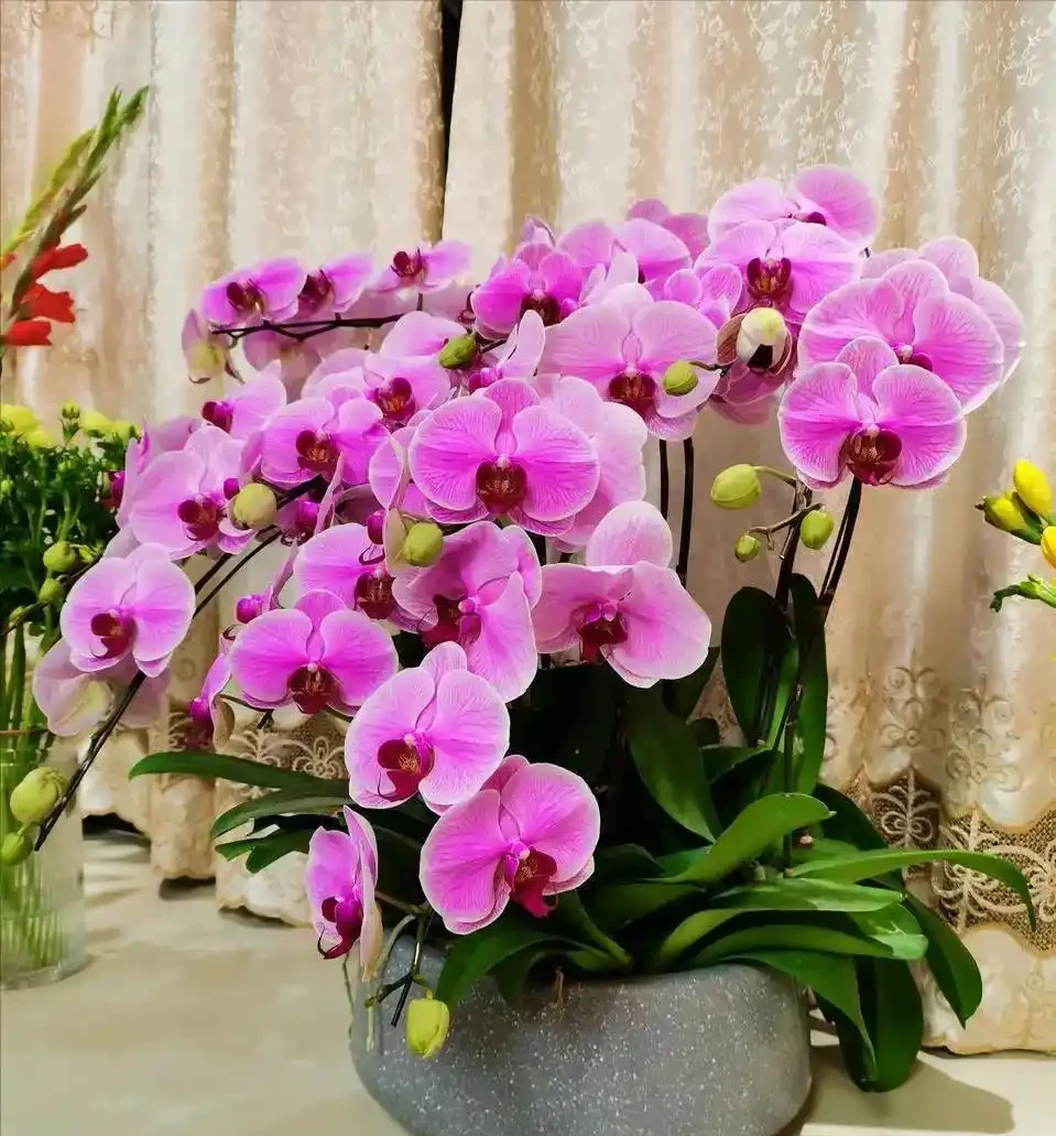 同樣養蝴蝶蘭:有人葉片油亮年年開花,有人瘋狂黃葉,8種黃葉分清再救,別亂剪亂澆水