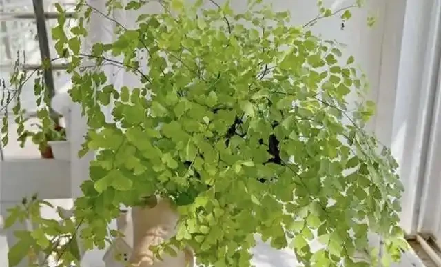 客廳綠植怎麼養才高階?這8種觀葉植物連養花師傅都極力推薦,好養到爆!