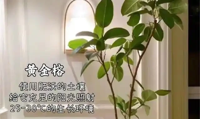 客廳綠植怎麼養才高階?這8種觀葉植物連養花師傅都極力推薦,好養到爆!