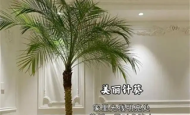 客廳綠植怎麼養才高階?這8種觀葉植物連養花師傅都極力推薦,好養到爆!
