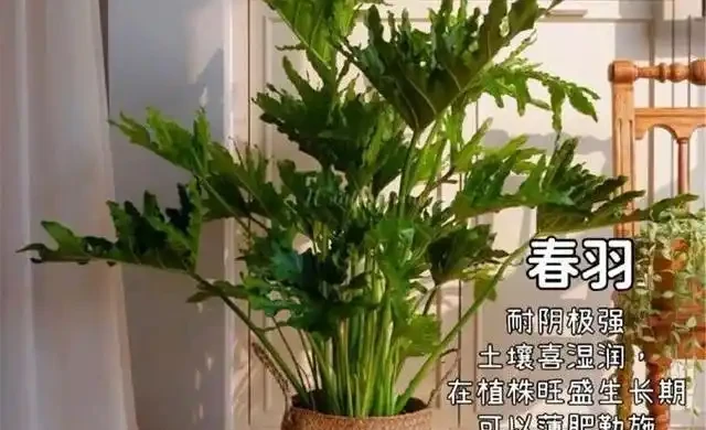 客廳綠植怎麼養才高階?這8種觀葉植物連養花師傅都極力推薦,好養到爆!