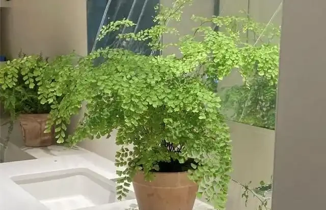 客廳綠植怎麼養才高階?這8種觀葉植物連養花師傅都極力推薦,好養到爆!