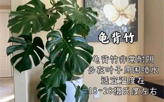 客廳綠植怎麼養才高階?這8種觀葉植物連養花師傅都極力推薦,好養到爆!