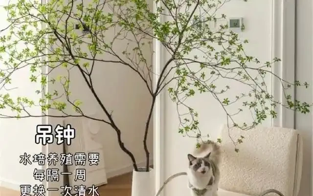 客廳綠植怎麼養才高階?這8種觀葉植物連養花師傅都極力推薦,好養到爆!