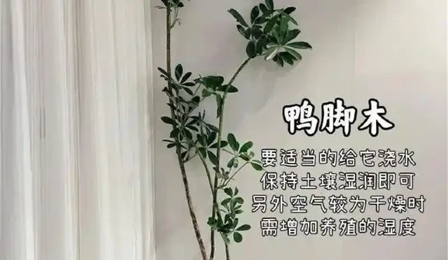 客廳綠植怎麼養才高階?這8種觀葉植物連養花師傅都極力推薦,好養到爆!