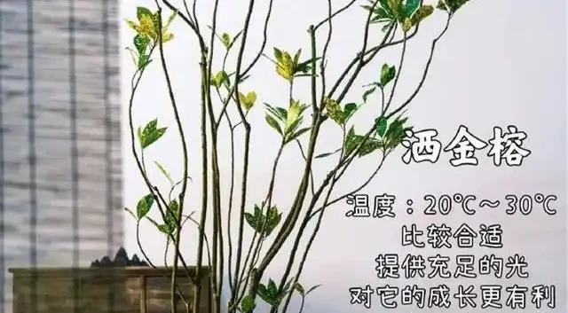 客廳綠植怎麼養才高階?這8種觀葉植物連養花師傅都極力推薦,好養到爆!