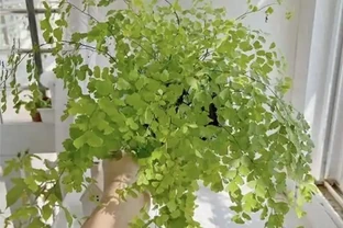 客廳綠植怎麼養才高階？這8種觀葉植物連養花師傅都極力推薦，好養到爆！