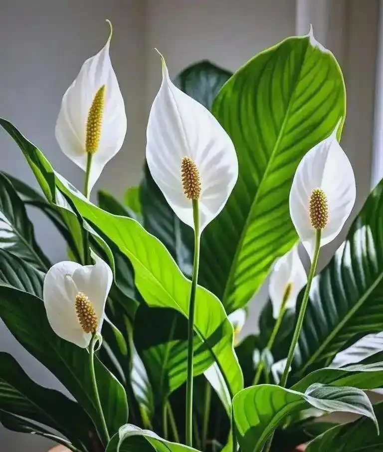 8種白鶴芋黃葉對症補救!不用扔不換盆,7天養回油綠亮葉