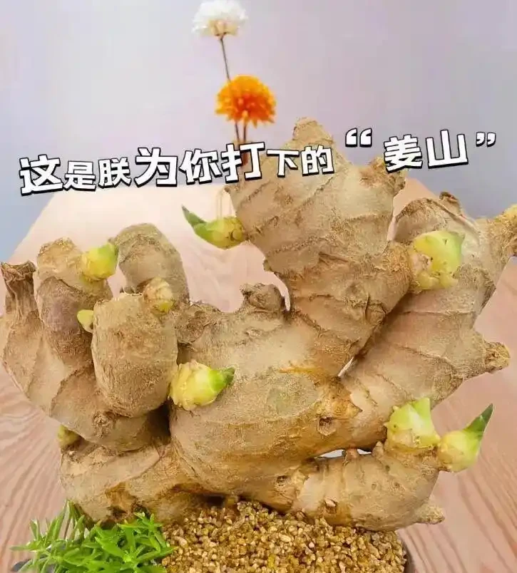 被同事的水耕生薑「驚到」了,在工位上打下「一桶姜山」,真壯觀