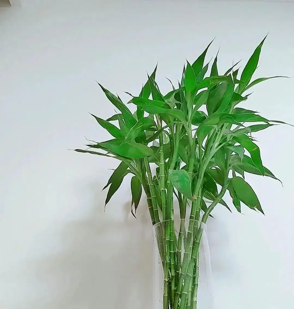 衛生間養上4種花,「沒臭味沒異味」,清新雅緻,廁所也漂亮!