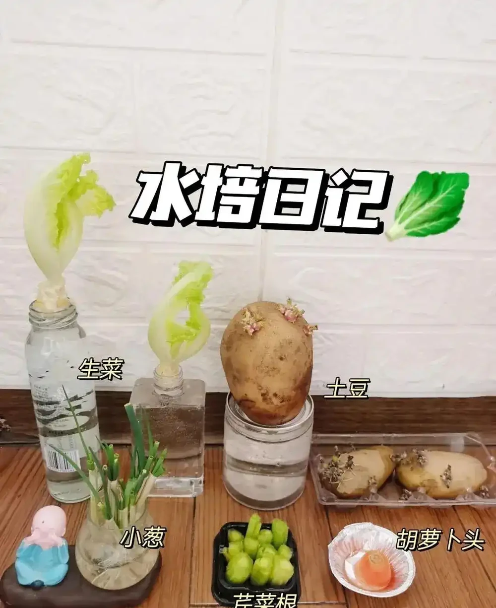 被同事的水耕生薑「驚到」了,在工位上打下「一桶姜山」,真壯觀