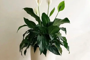 衛生間養上4種花，「沒臭味沒異味」，清新雅緻，廁所也漂亮！
