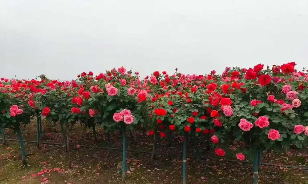 精品樹樁玫瑰
