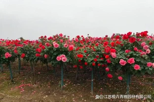 樹樁玫瑰最佳種植時間：早春萌芽前和秋季落葉後是兩大黃金栽植期