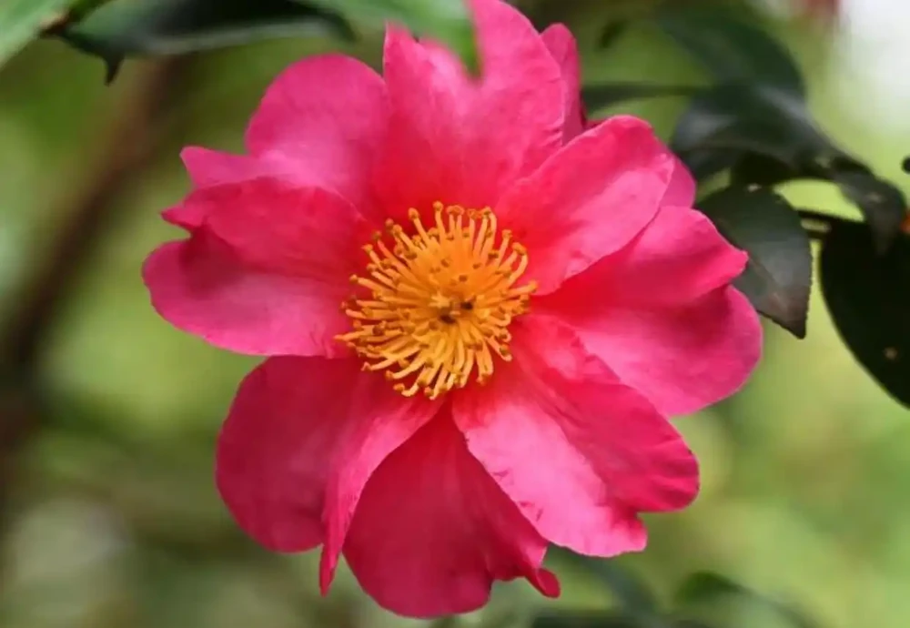 這9種花冬天就得「受虐」！老花農揭秘：越「挨凍」越爆花，暖和了反而裝蒜