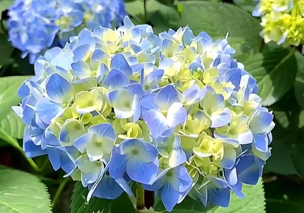 這9種花冬天就得「受虐」！老花農揭秘：越「挨凍」越爆花，暖和了反而裝蒜