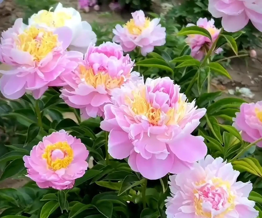 這9種花冬天就得「受虐」！老花農揭秘：越「挨凍」越爆花，暖和了反而裝蒜