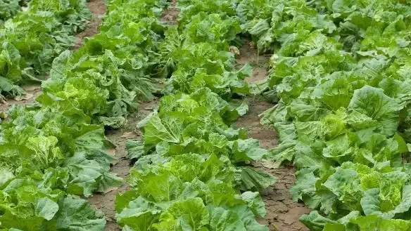 白菜想長得快、長得好、早包心,別指望這些肥料,這是多年經驗