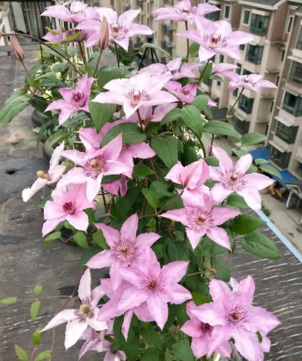 這9種花冬天就得「受虐」！老花農揭秘：越「挨凍」越爆花，暖和了反而裝蒜