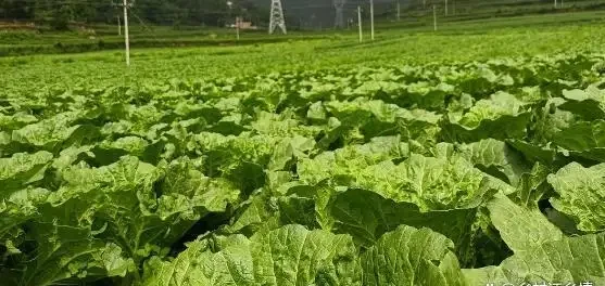 白菜想長得快、長得好、早包心,別指望這些肥料,這是多年經驗