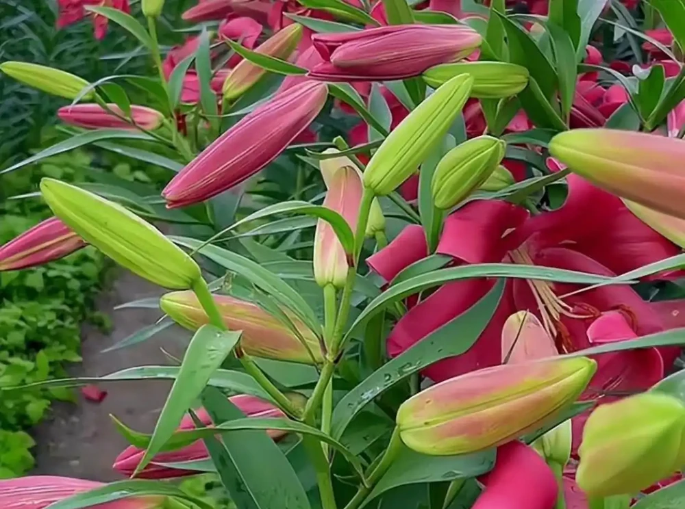 這9種花冬天就得「受虐」！老花農揭秘：越「挨凍」越爆花，暖和了反而裝蒜