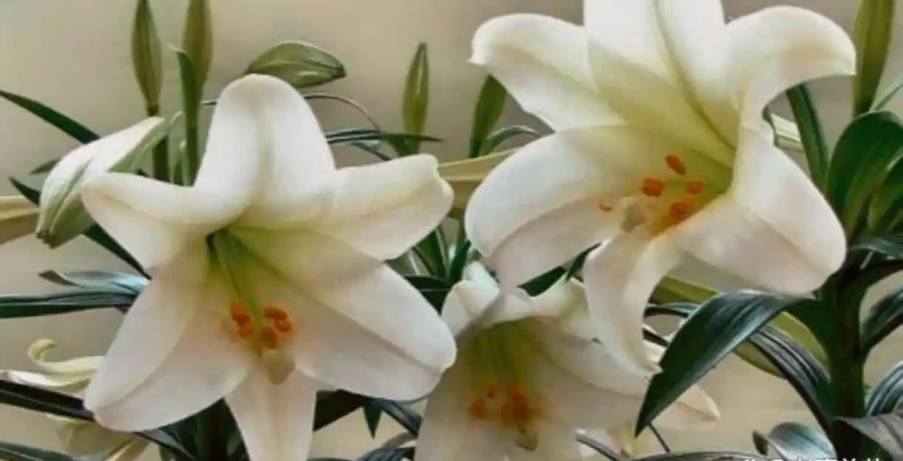 這9種花冬天就得「受虐」！老花農揭秘：越「挨凍」越爆花，暖和了反而裝蒜