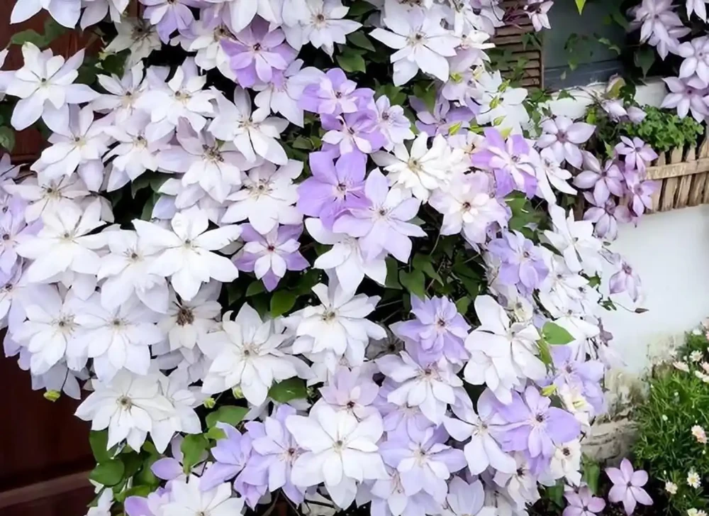 這9種花冬天就得「受虐」！老花農揭秘：越「挨凍」越爆花，暖和了反而裝蒜