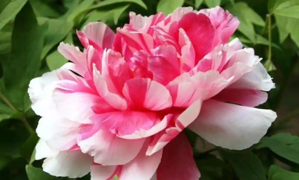 這9種花冬天就得「受虐」！老花農揭秘：越「挨凍」越爆花，暖和了反而裝蒜