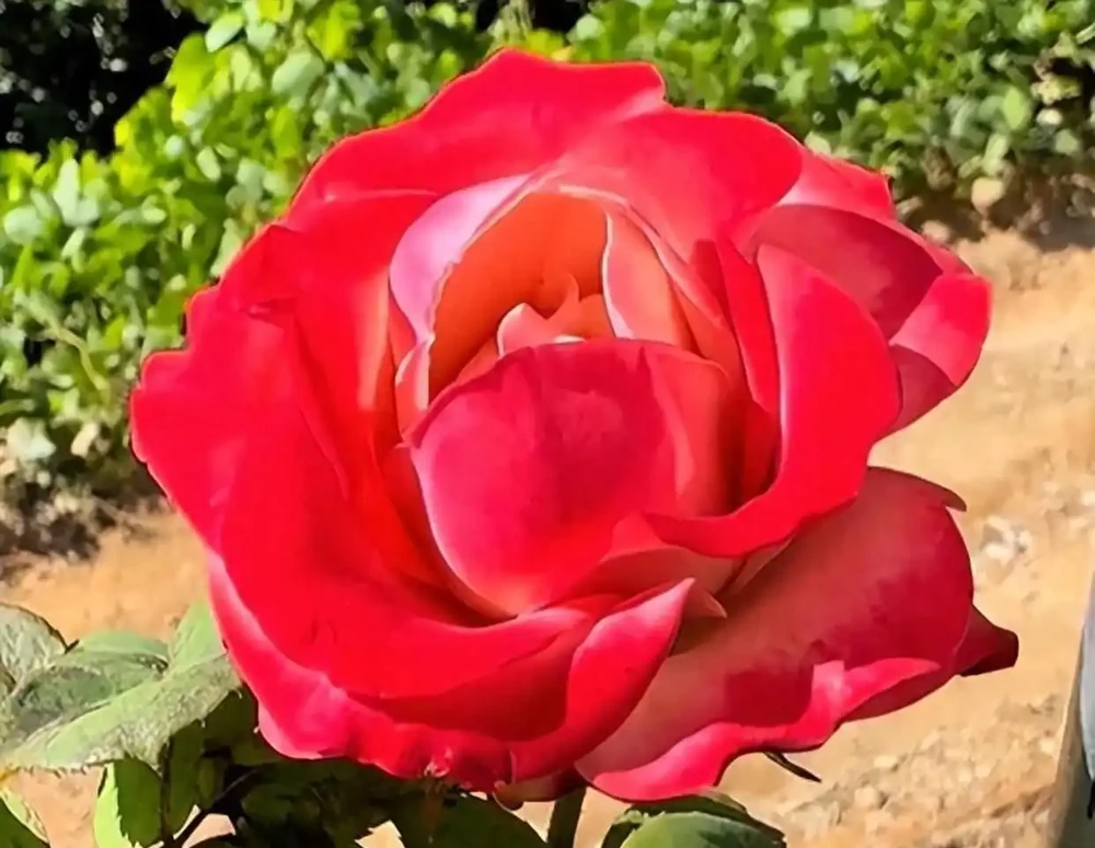 這9種花冬天就得「受虐」！老花農揭秘：越「挨凍」越爆花，暖和了反而裝蒜