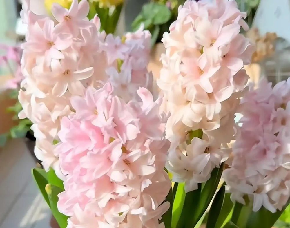 這9種花冬天就得「受虐」！老花農揭秘：越「挨凍」越爆花，暖和了反而裝蒜