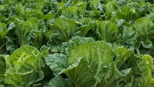 白菜想長得快、長得好、早包心,別指望這些肥料,這是多年經驗