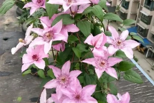 這9種花冬天就得「受虐」！老花農揭秘：越「挨凍」越爆花，暖和了反而裝蒜