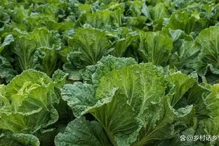 白菜想長得快、長得好、早包心，別指望這些肥料，這是多年經驗
