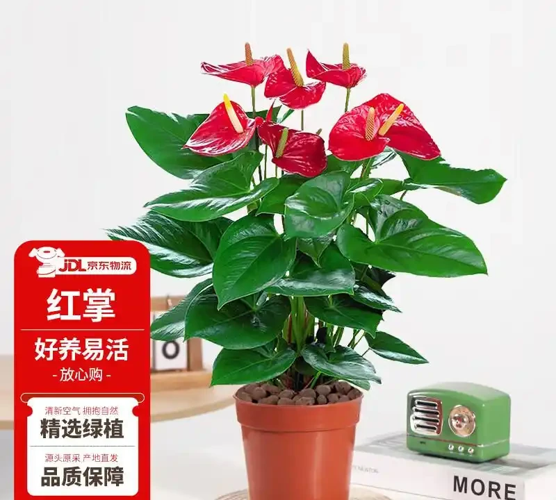 喬遷送禮別送水果籃了,一盆火鶴花寓意鴻運當頭更體面