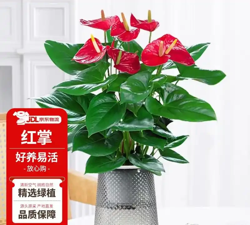 喬遷送禮別送水果籃了,一盆火鶴花寓意鴻運當頭更體面