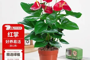 喬遷送禮別送水果籃了，一盆火鶴花寓意鴻運當頭更體面