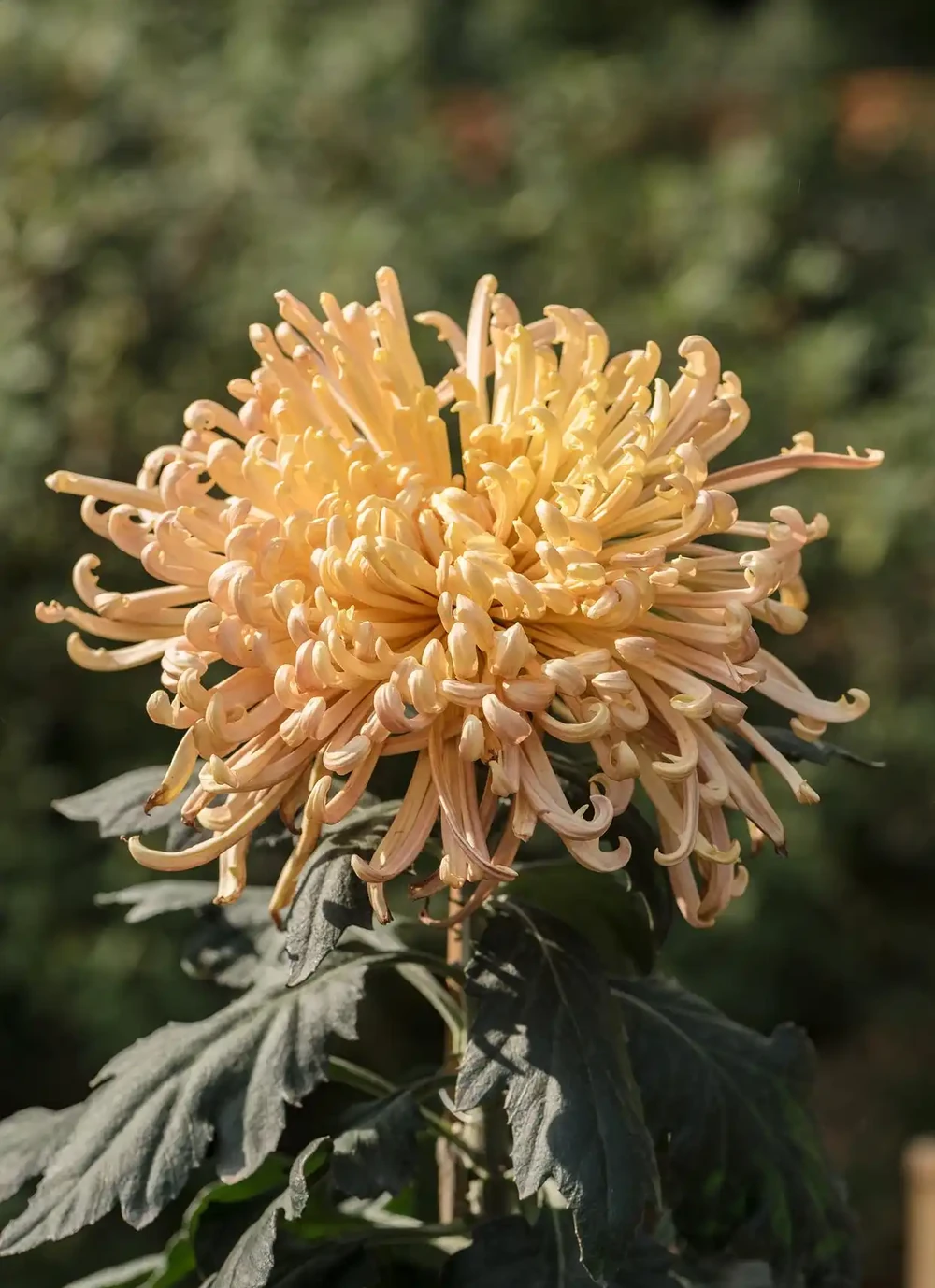 9月養菊花秘訣：做好2摘1勤，秋花輕鬆開成七彩球